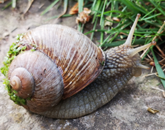 Schnecke